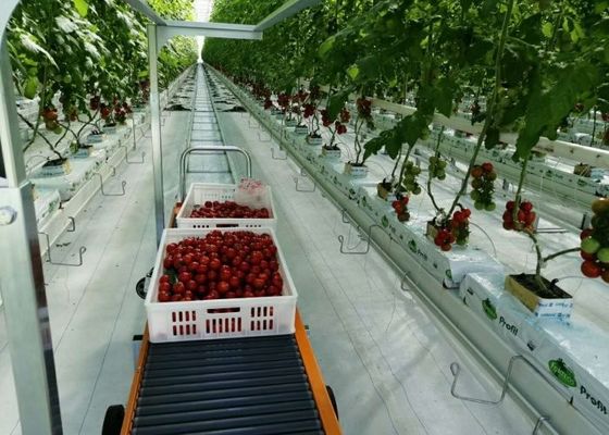 الدفيئة الزجاجية من دامان فينلو للزراعة الجماعية للطماطم بالغمس الساخن المجلفن
