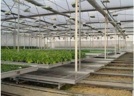 الدفيئة الشتلات الزجاجية على شكل مخصص / تربية سرير الحضانة / البذرة المنقولة
