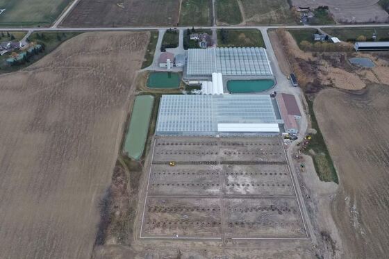 دفيئة زجاجية سياحية وينلو - دفيئة زراعة الخضروات على نطاق واسع