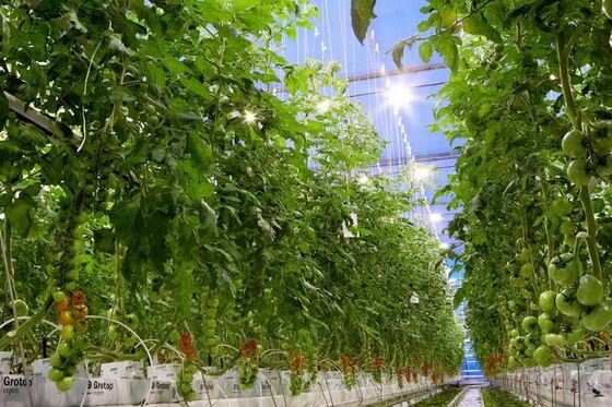 دفيئة زجاجية سياحية وينلو - دفيئة زراعة الخضروات على نطاق واسع