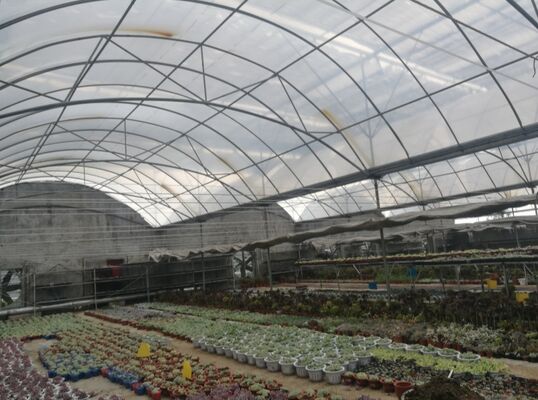 دفيئة من الفيلم البولي إيثيلين المتواصل المستخدمة لزيادة إنتاج الخضروات وتسريع عملية نضج الخضروات