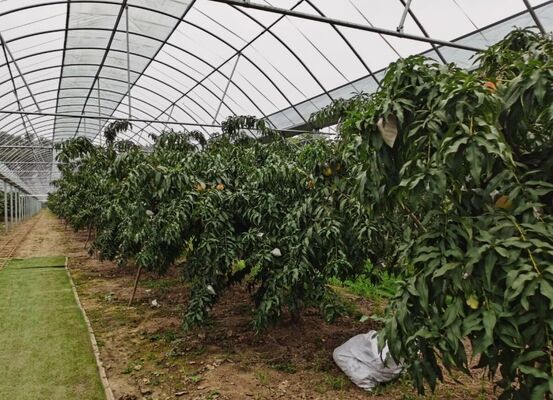 دفيئة زجاجية سياحية في ونلو - دفيئة لزراعة الفواكه على نطاق واسع