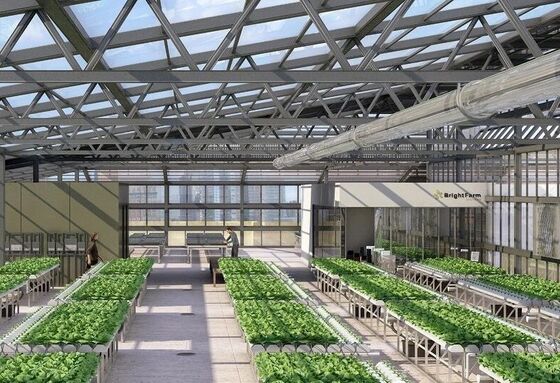 دفيئة زجاجية سياحية في ونلو - دفيئة لزراعة الفواكه على نطاق واسع