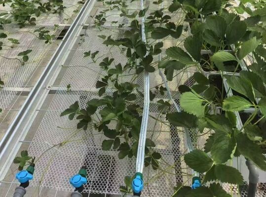 دفيئة زراعة الفاكهة، دفيئة زجاجية كبيرة لمشاهدة المعالم